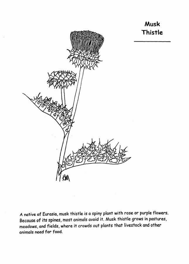 musk thistle