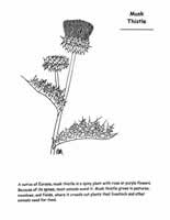 musk thistle