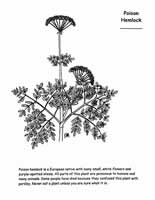 poison hemlock