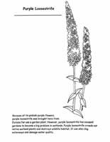 purple loosestrife