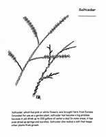 saltcedar