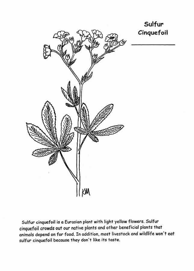 sulfur cinquefoil