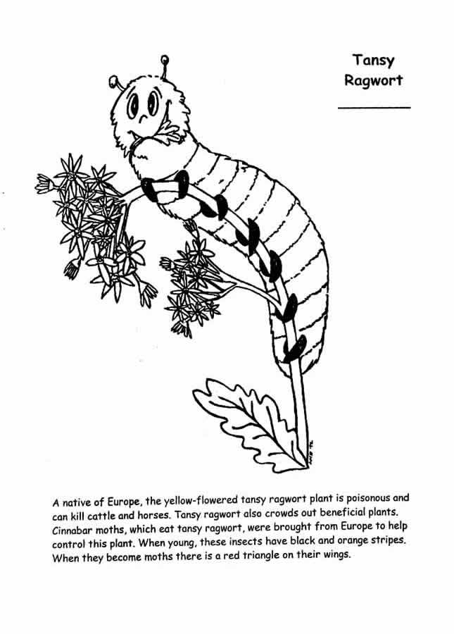 tansy ragwort