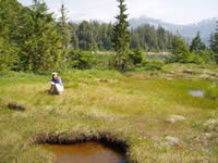 Prince William Sound fen.