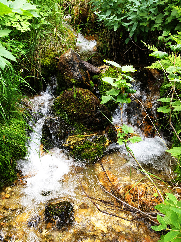 Alpine Forget-Me-Not: A Profile of a Rock Garden Plant