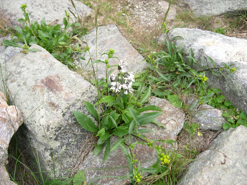 Alpine Rattlesnake Root