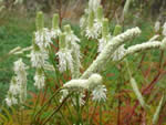 American Burnet (Sanguisorba canadensis).