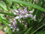 American Water Willow (Justicia americana).