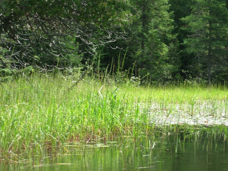 Wildrice (Zizania aquatica) growing along a lake channel in Ottawa Wildrice (Zizania aquatica) bed on lake edge.  Photo by: Sue Trull