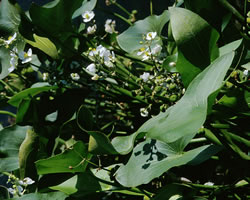 Sagittaria cuneata.