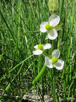 Sagittaria cuneata.