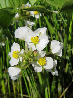 Sagittaria cuneata.