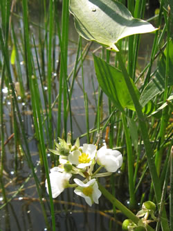 Sagittaria cuneata.