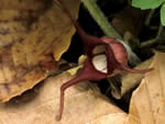 Wild Ginger, Asarum canadense.