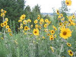 Ashy Sunflower (Helianthus mollis).