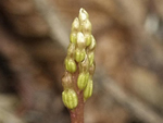 Autumn Coralroot (Corallorhiza odontorhiza)