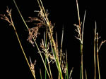 Baltic Rush (Juncus arcticus)