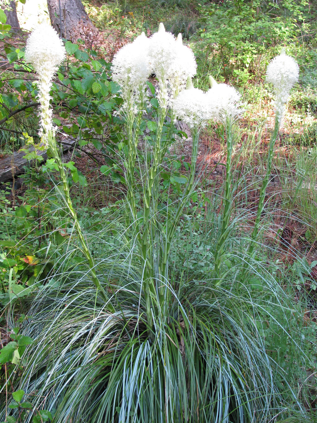 Bear grass