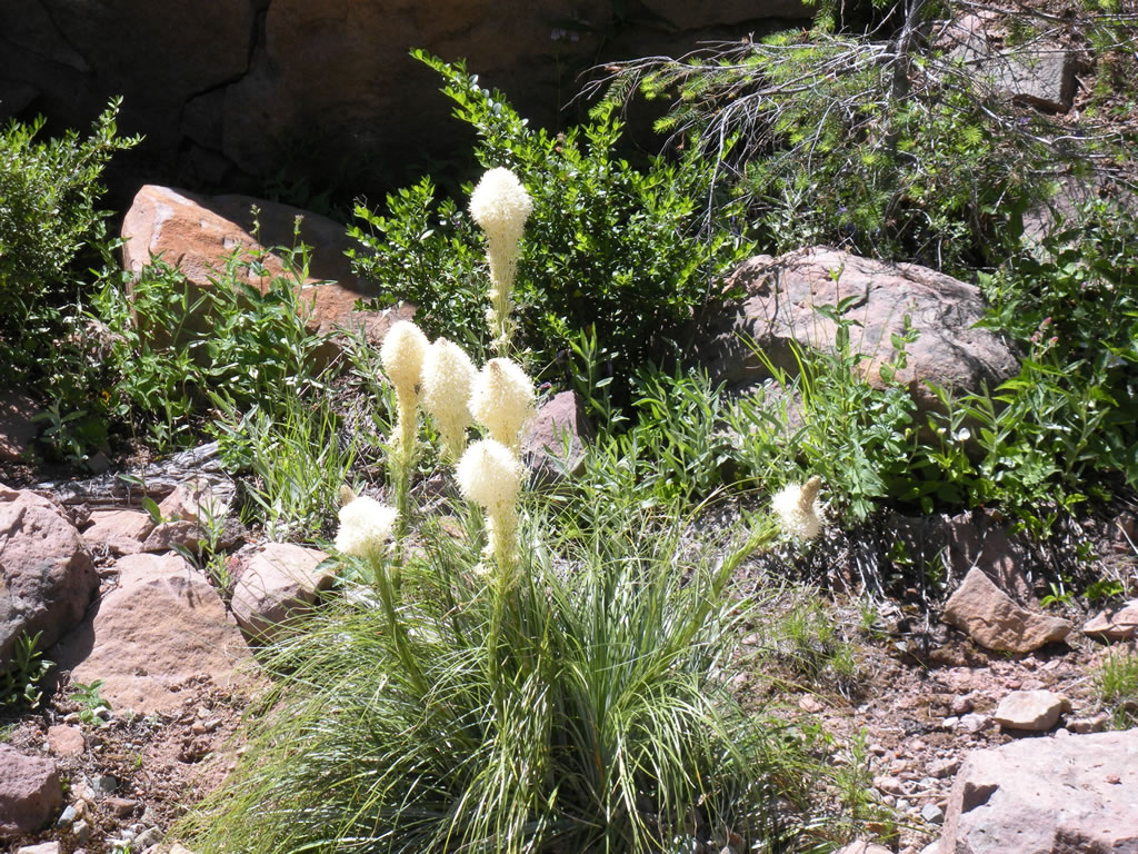 Bear grass