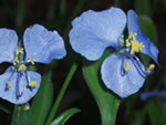 Birdbill Dayflower (Commelina dianthifolia).