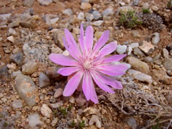 Lewisia rediviva flower.