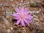 Bitterroot (Lewisia rediviva)