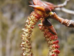 Black Cottonwood (Populus balsamifera ssp. trichocarpa)