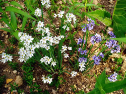 Sisyrinchium albidum
