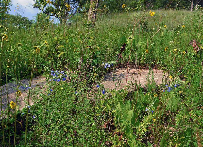Salvia azurea var. grandiflora flowers