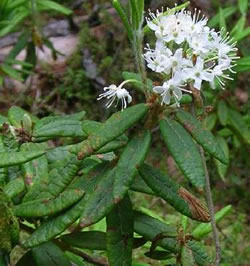 Ledum groenlandicum.