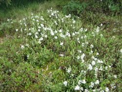 Ledum groenlandicum.