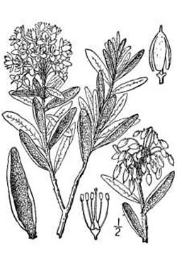 Ledum groenlandicum.