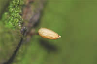 bug-on-a-stick moss.