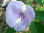 Butterfly Pea (Clitoria mariana).