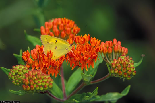 Asclepias tuberosa.