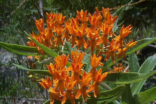 Asclepias tuberosa.