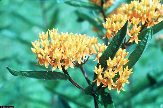 Asclepias tuberosa.