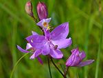 Tuberous Grass Pink (Calopogon tuberosus).