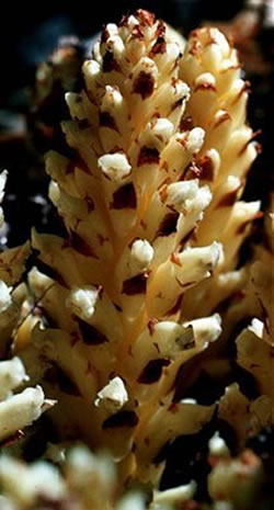 Conopholis americana.