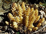 American Cancer-root (Conopholis americana).