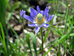 Carolina Anemone (Anemone caroliniana).
