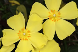 Close-up of Carolina Rockrose flowers.