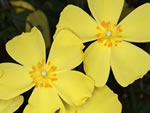 Carolina Rockrose (Helianthemum carolinianum).