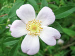 Carolina Rose (Rosa carolina)