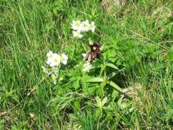 A chocolate lily (Fritillaria camschatcensis) and Narcissus-flowered anemone (Anemone narcissiflora) in the meadows of Turnagain Pass.