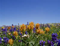 Christ Indian Paintbrush.