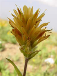 Christ Indian Paintbrush.