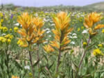 Christs Indian Paintbrush, Castilleja christii.