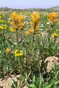Christ Indian Paintbrush.