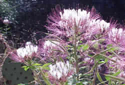 redwhisker clammyweed